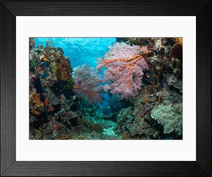 Framed Print : Reefscape - Bangka Island Framed Print : Reefscape - Bangka Island