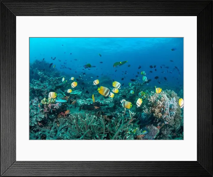 Framed Print : Reefscape - Bangka Island Framed Print : Reefscape - Bangka Island