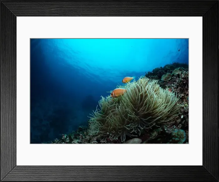 Framed Print : Bunaken Island - Reefscapes Framed Print : Bunaken Island - Reefscapes
