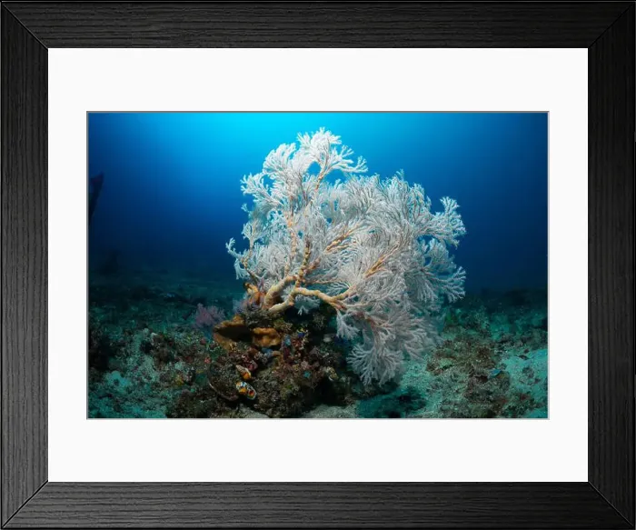 Framed Print : Reefscape - Bangka Island Framed Print : Reefscape - Bangka Island