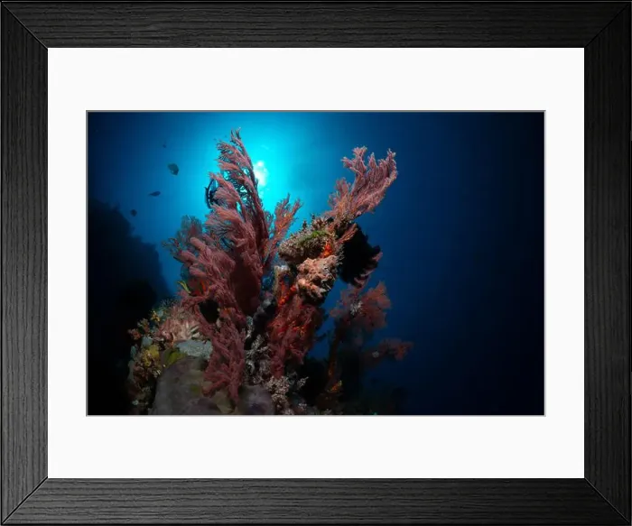 Framed Print : Reefscape - Bangka Island Framed Print : Reefscape - Bangka Island