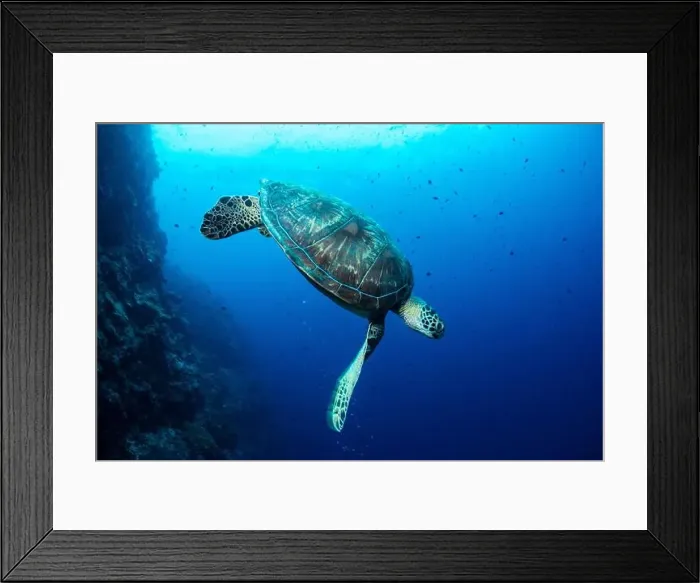 Framed Print : Bunaken Island - Reefscapes Framed Print : Bunaken Island - Reefscapes