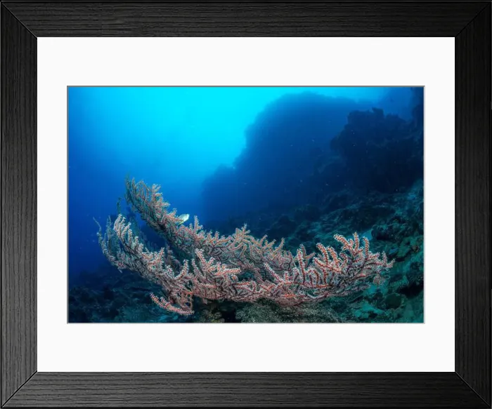 Framed Print : Bunaken Island - Reefscapes Framed Print : Bunaken Island - Reefscapes