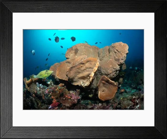 Framed Print : Reefscape - Bangka Island Framed Print : Reefscape - Bangka Island
