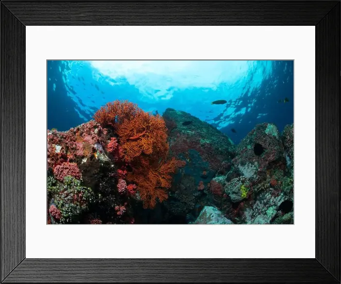 Framed Print : Reefscape - Bangka Island Framed Print : Reefscape - Bangka Island
