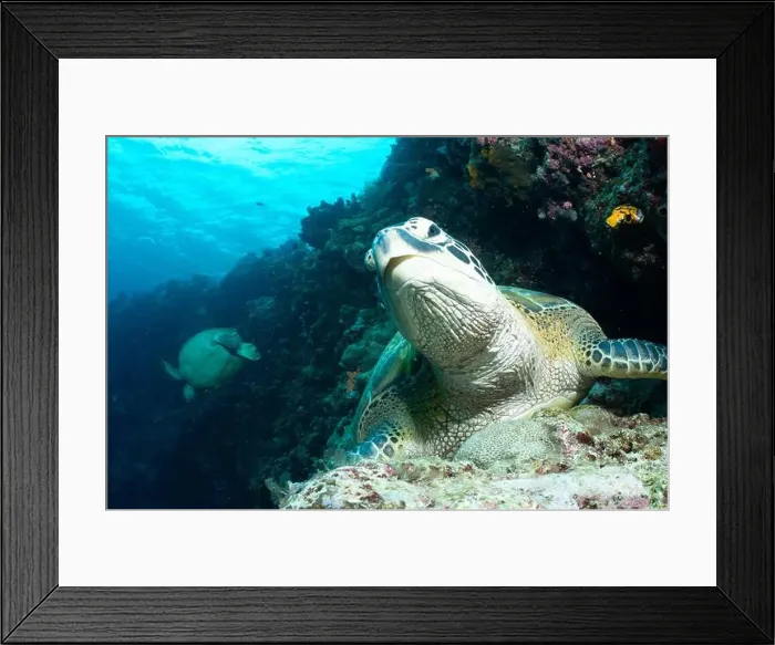 Framed Print : Bunaken Island - Reefscapes Framed Print : Bunaken Island - Reefscapes