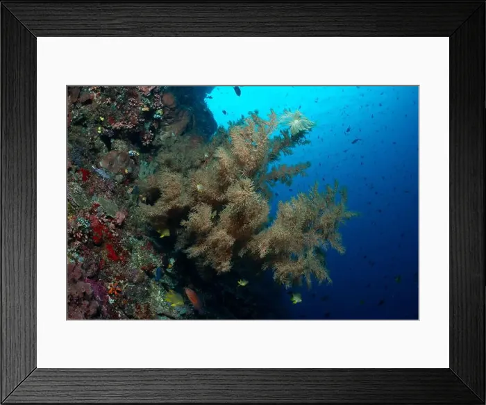 Framed Print : Bunaken Island - Reefscapes