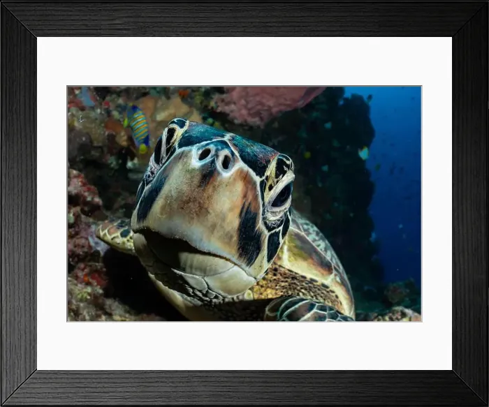 Framed Print : Bunaken Island - Reefscapes Framed Print : Bunaken Island - Reefscapes