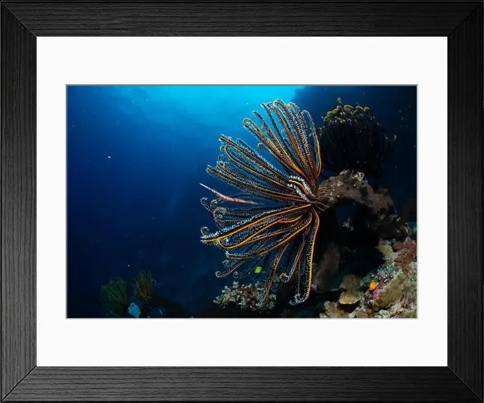 Framed Print : Bunaken Island - Reefscapes Framed Print : Bunaken Island - Reefscapes
