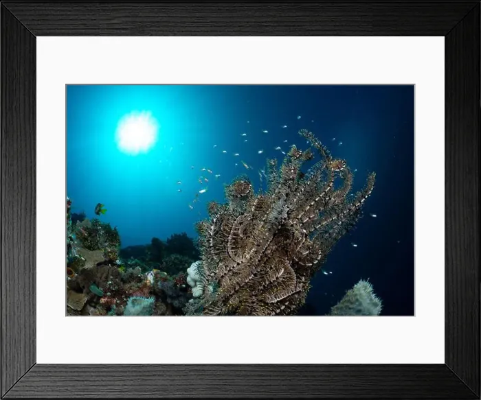 Framed Print : Bunaken Island - Reefscapes Framed Print : Bunaken Island - Reefscapes