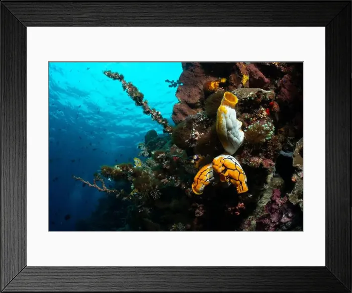 Framed Print : Bunaken Island - Reefscapes Framed Print : Bunaken Island - Reefscapes