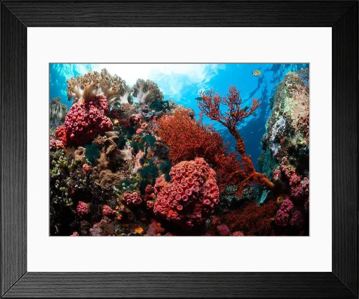 Framed Print : Reefscape - Bangka Island Framed Print : Reefscape - Bangka Island