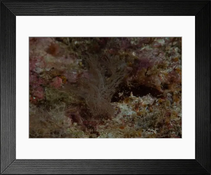 Framed Print : Melibe - Ghost Nudi Framed Print : Melibe - Ghost Nudi