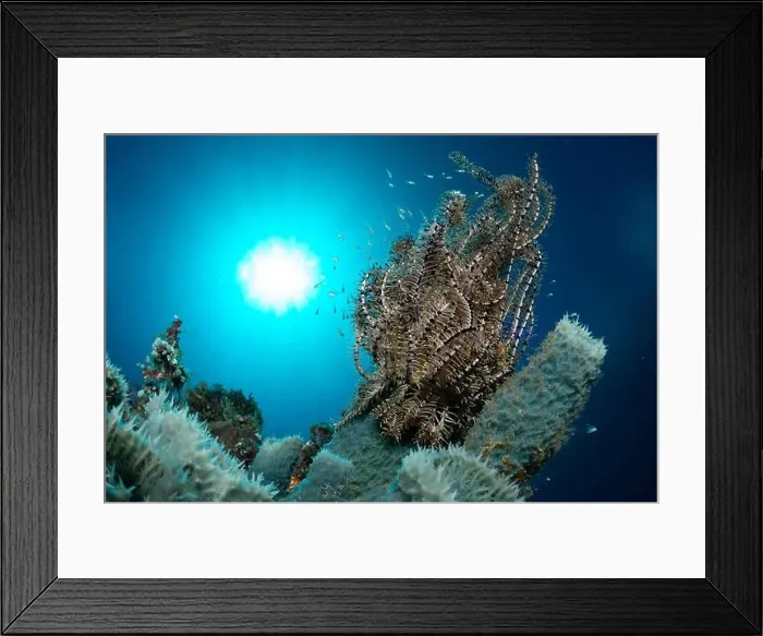 Framed Print : Bunaken Island - Reefscapes