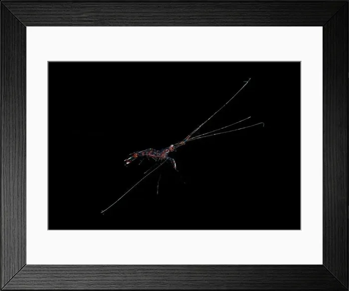 Framed Print : Black water diving Framed Print : Black water diving