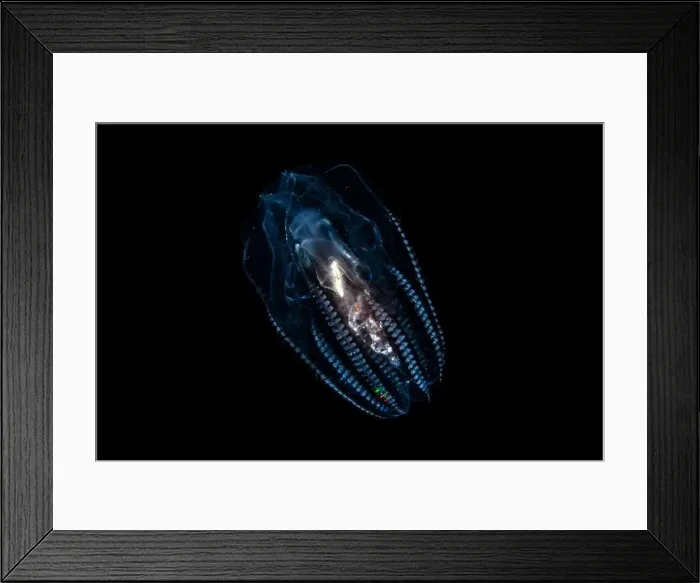 Framed Print : Black water diving Framed Print : Black water diving