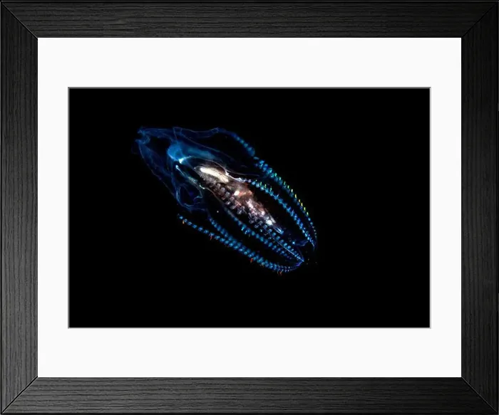 Framed Print : Black water diving Framed Print : Black water diving