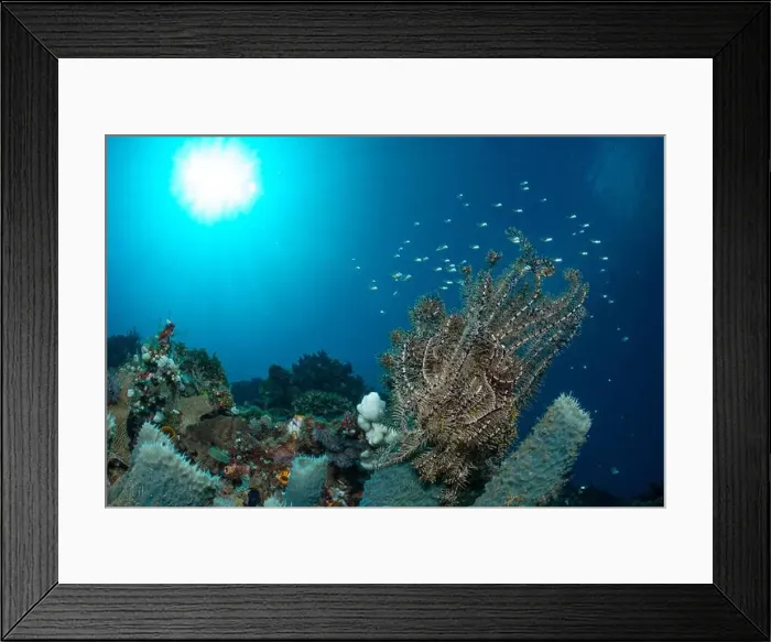 Framed Print : Bunaken Island - Reefscapes Framed Print : Bunaken Island - Reefscapes