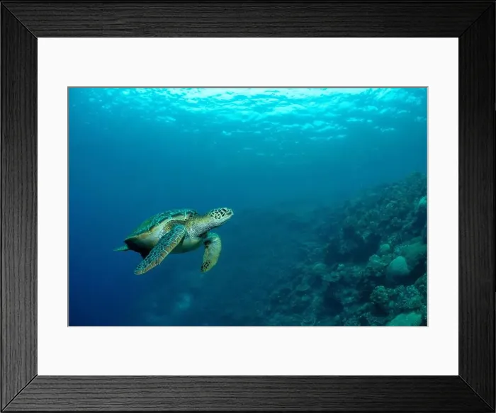 Framed Print : Bunaken Island - Reefscapes