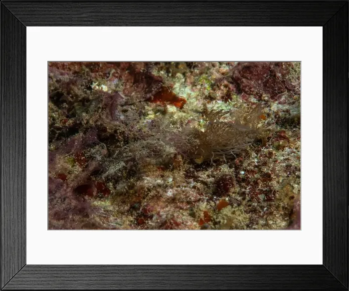 Framed Print : Melibe - Ghost Nudi Framed Print : Melibe - Ghost Nudi