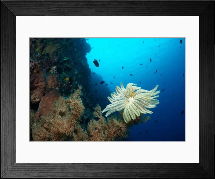 Framed Print : Bunaken Island - Reefscapes Framed Print : Bunaken Island - Reefscapes