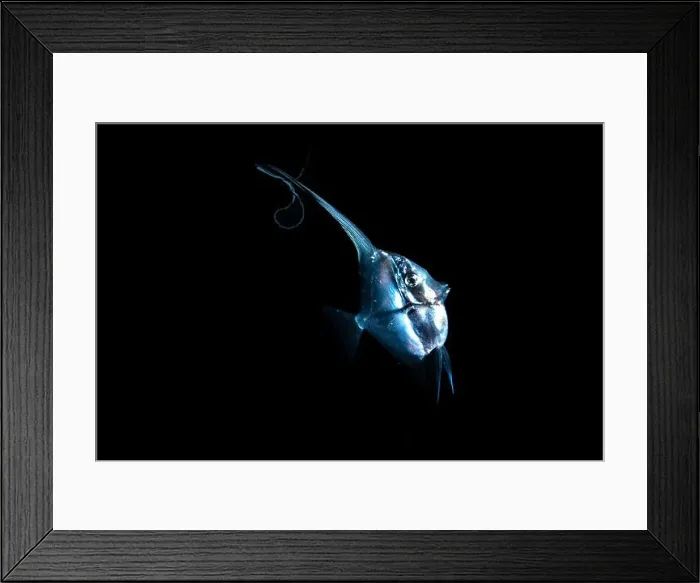 Framed Print : Black water diving Framed Print : Black water diving