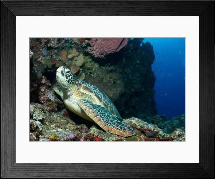 Framed Print : Bunaken Island - Reefscapes Framed Print : Bunaken Island - Reefscapes