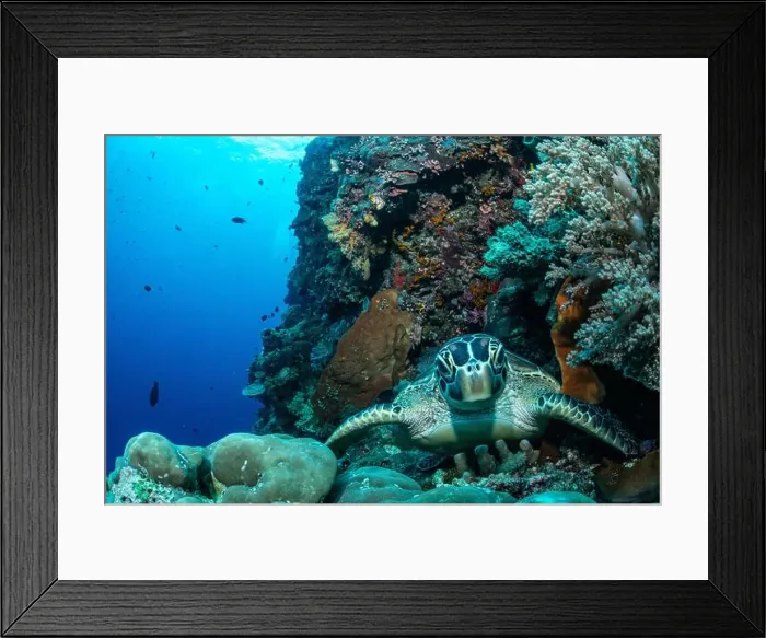 Framed Print : Bunaken Island - Reefscapes Framed Print : Bunaken Island - Reefscapes
