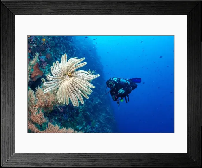 Framed Print : Bunaken Island - Reefscapes Framed Print : Bunaken Island - Reefscapes