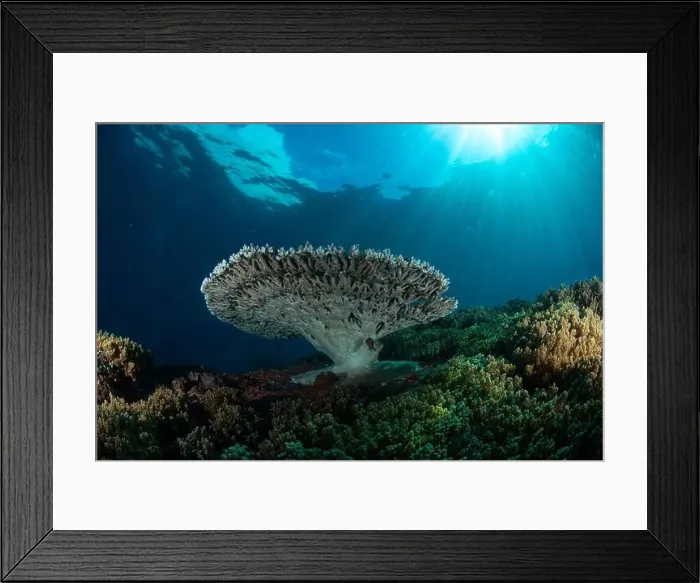 Framed Print : Reefscape - Bangka Island Framed Print : Reefscape - Bangka Island