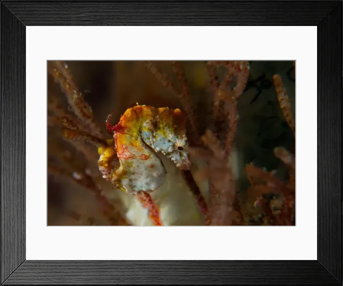 Framed Print : Macro life - Bangka Island Framed Print : Macro life - Bangka Island