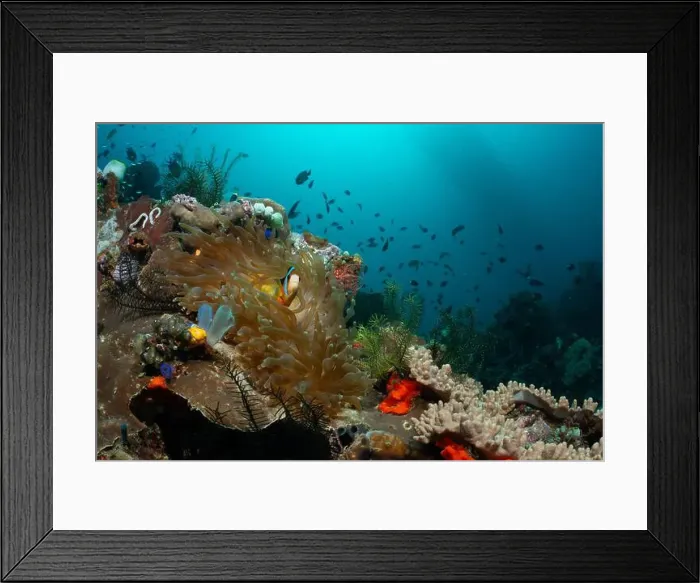 Framed Print : Reefscape - Bangka Island Framed Print : Reefscape - Bangka Island