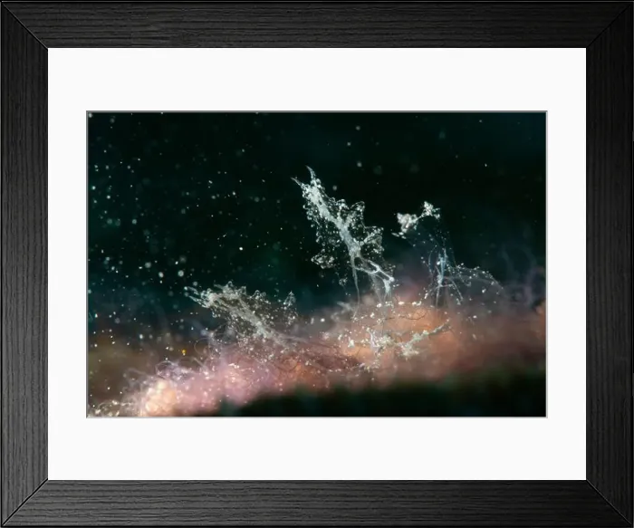 Framed Print : Macro life - Bangka Island Framed Print : Macro life - Bangka Island