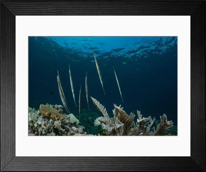 Framed Print : Reefscape - Bangka Island Framed Print : Reefscape - Bangka Island