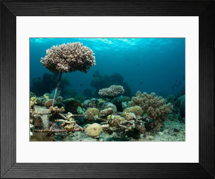 Framed Print : Reefscape - Bangka Island Framed Print : Reefscape - Bangka Island