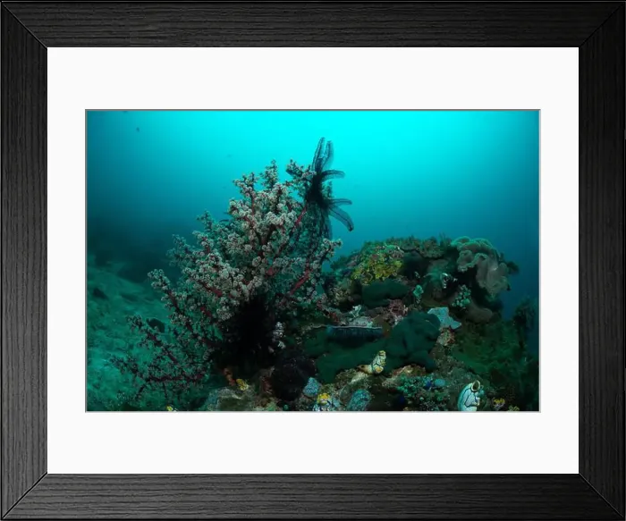 Framed Print : Reefscape - Bangka Island Framed Print : Reefscape - Bangka Island