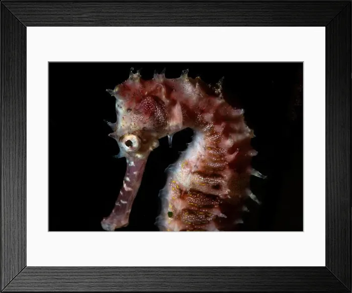 Framed Print : Macro life - Bangka Island Framed Print : Macro life - Bangka Island