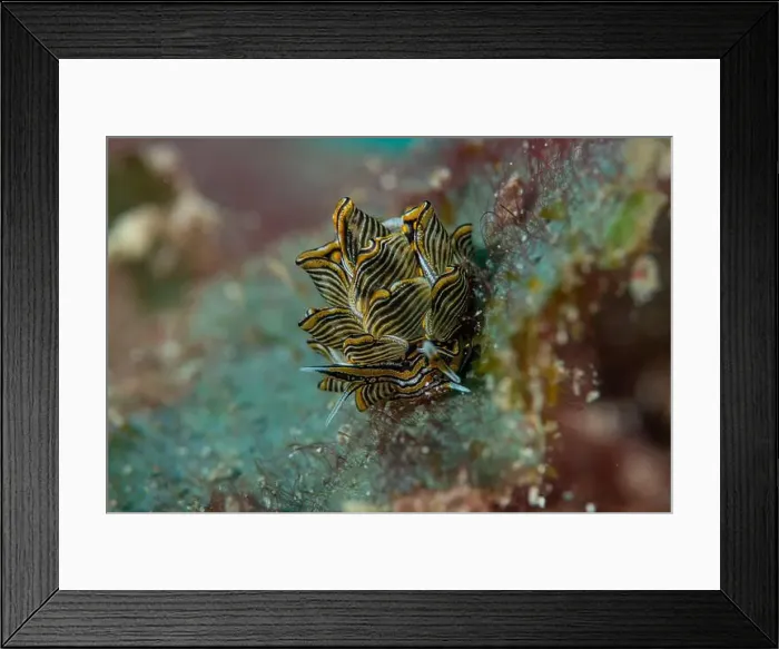Framed Print : Macro life - Bangka Island Framed Print : Macro life - Bangka Island