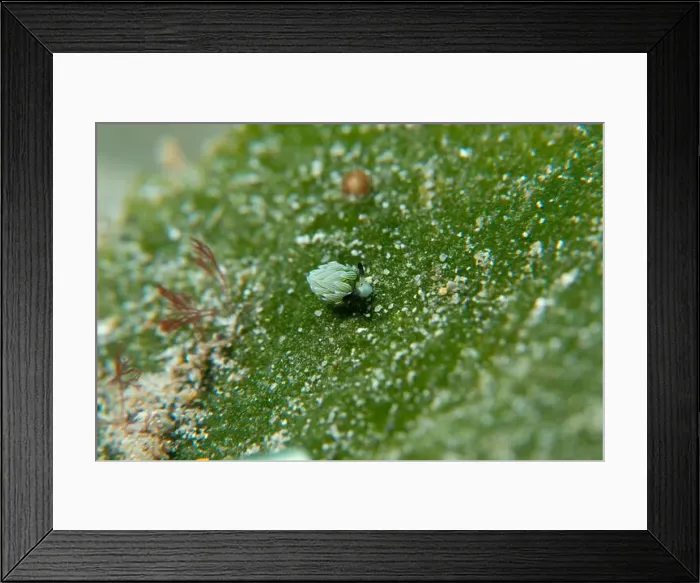 Framed Print : Macro life - Bangka Island Framed Print : Macro life - Bangka Island