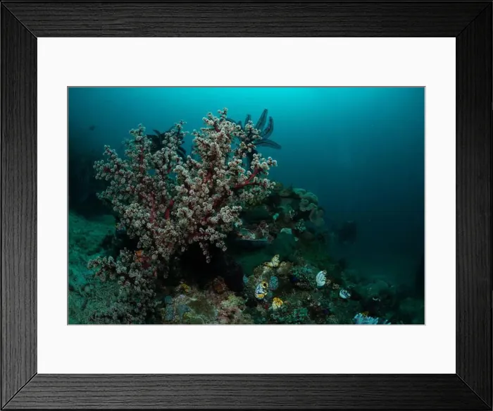 Framed Print : Reefscape - Bangka Island Framed Print : Reefscape - Bangka Island