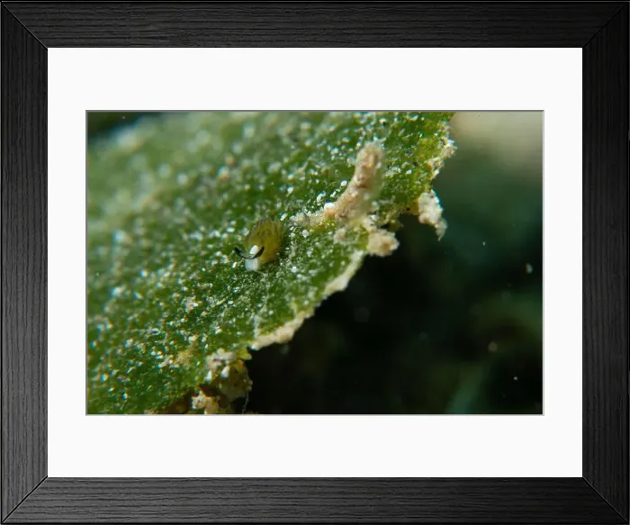 Framed Print : Macro life - Bangka Island Framed Print : Macro life - Bangka Island