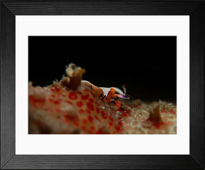 Framed Print : Macro life - Bangka Island Framed Print : Macro life - Bangka Island