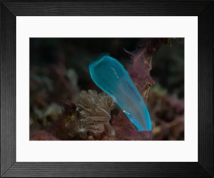 Framed Print : Macro life - Bangka Island Framed Print : Macro life - Bangka Island