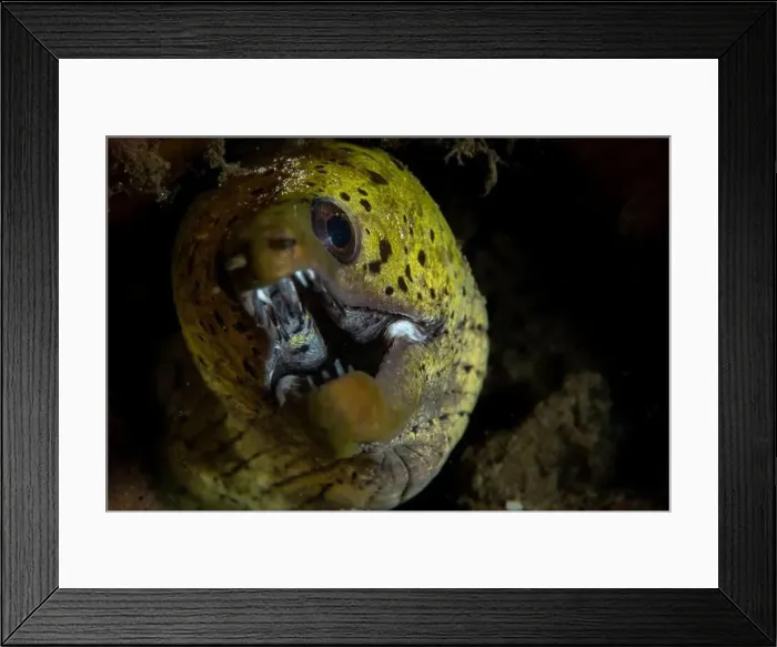 Framed Print : Macro life - Bangka Island Framed Print : Macro life - Bangka Island