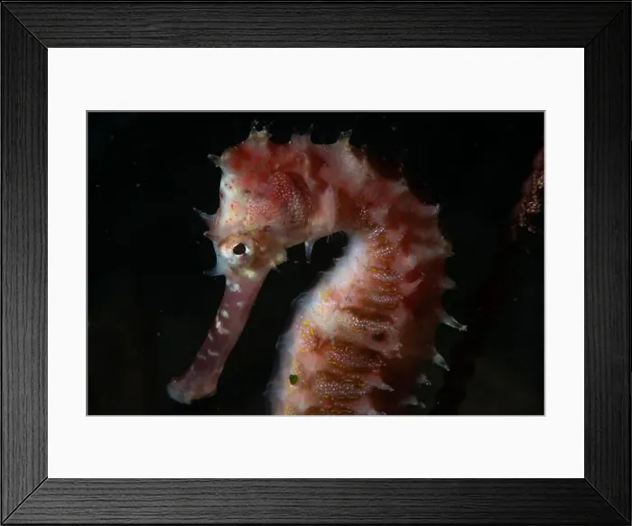 Framed Print : Macro life - Bangka Island Framed Print : Macro life - Bangka Island