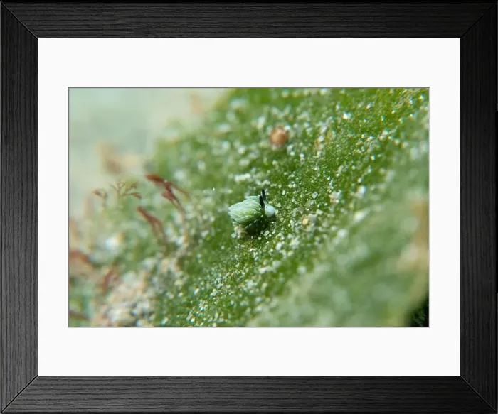 Framed Print : Macro life - Bangka Island Framed Print : Macro life - Bangka Island