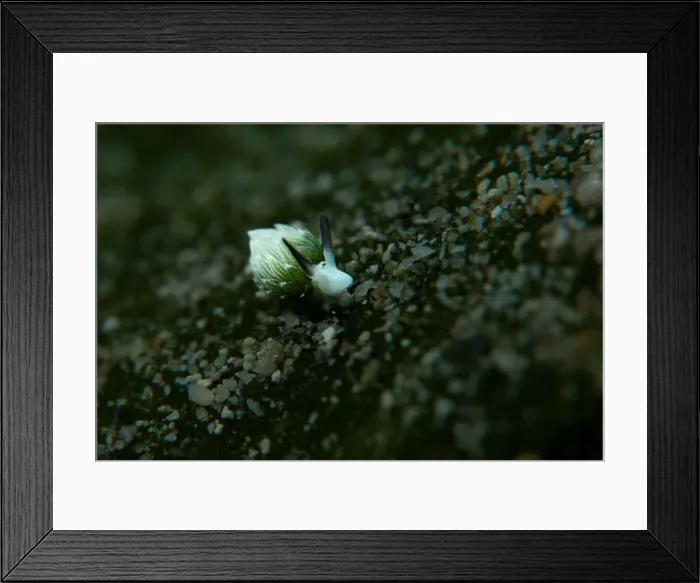 Framed Print : Macro life - Bangka Island Framed Print : Macro life - Bangka Island