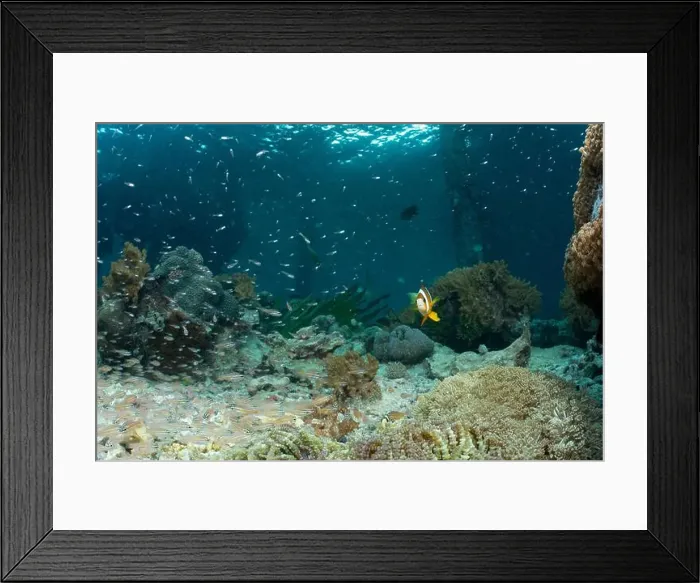 Framed Print : Reefscape - Bangka Island Framed Print : Reefscape - Bangka Island