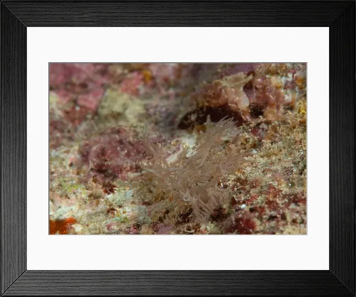 Framed Print : Melibe - Ghost Nudi Framed Print : Melibe - Ghost Nudi
