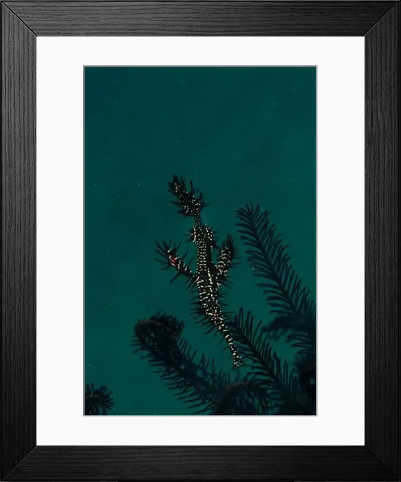 Framed Print : Macro life - Bangka Island Framed Print : Macro life - Bangka Island